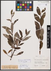 Salix bicolor Ehrh. ex Willd.